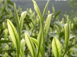 Зеленый чай 250g 