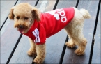  новинка весна осень зима щенок пальто, Pet хлопок спортивной одежды для собак, Свитер пальто небольшой Adidog толстовки