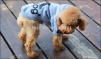  новинка весна осень зима щенок пальто, Pet хлопок спортивной одежды для собак, Свитер пальто небольшой Adidog толстовки